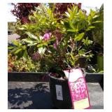 two lots one each Herbert azaleas