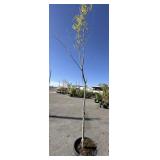 Tree Aprox 10 to 12 foot