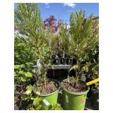 2  giant sequoia trees