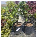 2  Compact English Laurel