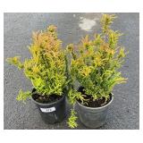 2 Calluna vulgaris 1 Gallon ea
