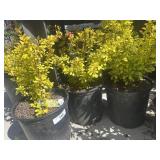 3  Berberis Golden barberry