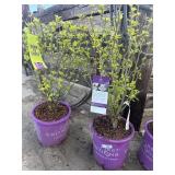 2 Fiji hibiscusHigh Bidder will be 2 x $