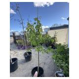 Autumn blaze PYRUS tree approximately 6 foot