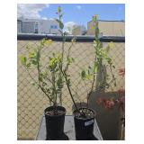 2 lots 1ea Blueberries