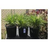 3lots 1ea Hemerocallis (Daylily)  Stella d