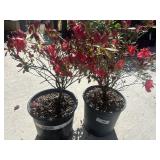 2  Azalea