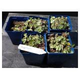 Sedum hybrid sun sparkle lime zinger