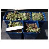 Sedum hybrid Sun sparkle lime zinger