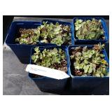 Sedum hybrid Sun sparkle lime zinger