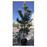 Bull pine approximately 6-8 feet tall