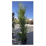 EXCELSA western red cedar approximately 8 foot