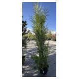 EXCELSA western red cedar approximately 8 foot