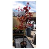 Fire Glow Japanese maple