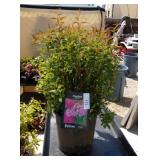 Neon flash Spirea