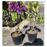 2 rhododendron, Leeï¿½s dark purpleHigh