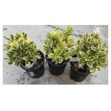 3 Silver Queen Euonymus 1 Gallon ea