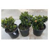 3 Gardenia jasminoides 