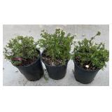 3 Potentilla fruticosa 1 Gallon