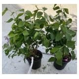 2 Miss Kim Dwarf Lilac 1 Gallon ea
