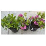3 Herbert Azaleas 1 Gallon eaHighest