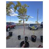 Maple tree approximately 7 foot tall