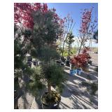 Bull pine approximately 6 foot tall