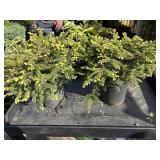 3, patriot/ France hosta