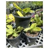 3 Hosta. 2 Sunny Halcyon Hosta, 1 Queen of the