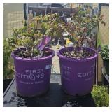 2 Lots 1 ea Rambling red Rose, bush -