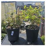 2Lots 1ea Sunrise sunset rose