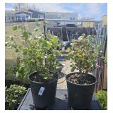 2Lots 1eaSunrise sunset rose