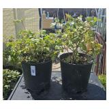 2Lots 1 ea Sunrise Sunset Rose