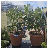 2Lots 1ea  nova ZEMELA RAODODENDRON