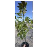 Tree approximately 6 foot tall