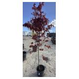 Japanese maple blood good tree approximately 6