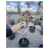 Flower and crab apple tree number two quality