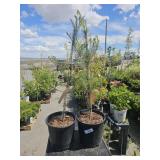 2 Scots Pine Tree Aprox a2 ft