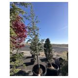 CEDRUS ATLANTICA GLAUCA Aprox 8 ft