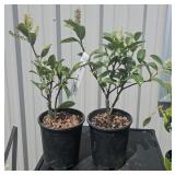 2  Likely a Compact English Laurel