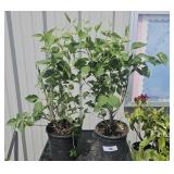 2  Likely a Common Lilac