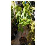 Like approximately 3 and 1/2 ft tall