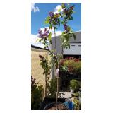sensation lilac approximately 4 ft tall