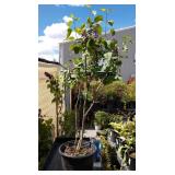 Nation lilac approximately 3 and 1/2 ft tall