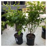 2 Miss Kim Dwarf Lilac 1 Gallon eaHighest