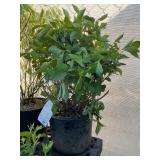 Weigela Florida (Minuet Weigela)