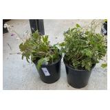 2 Heartleaf foamflower 1 Gallon ea