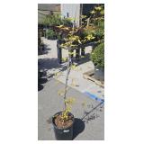 Golden Chinese Dogwood