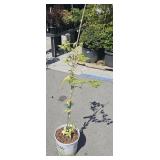 Chinese Dogwood Unnamed Variegated