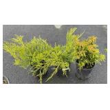 3 Plants -  2 are  Old Gold, 1 is Calluna vulgaris